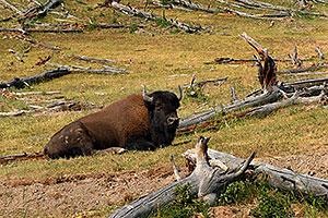 Buffalo resting near near Mud Volcano
