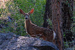 Fawn in the woods near Tower Fall