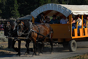Horse Caravan on a trail ride at Roosevelt Corral near Tower Fall