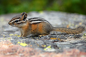 Chipmunk posing next to Lookout Point