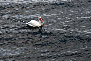 American White Pelican swimming on Yellowstone Lake