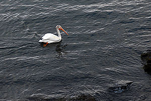 American White Pelican swimming on Yellowstone Lake