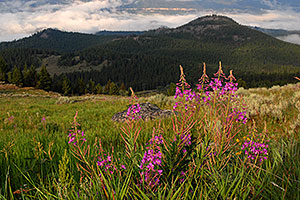 Purple flowers in the morning along Beartooth Pass Highway