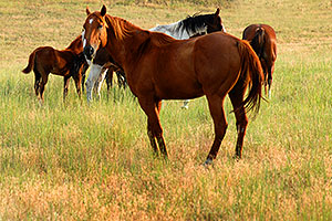 Horses near Greycliff, Montana