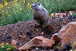 Marmot living at top of Beartooth Pass Highway