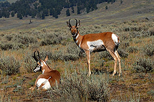 2 Male Pronghorns in Lamar Valley