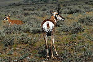 2 Male Pronghorns in Lamar Valley