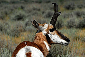 Male Pronghorn in Lamar Valley