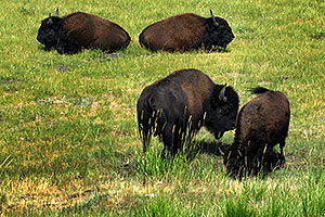 Buffalo in Lamar Valley
