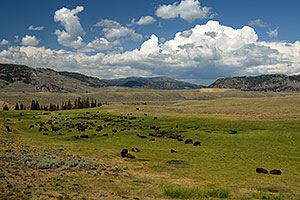 Herd of over 200 Buffalo in Lamar Valley
