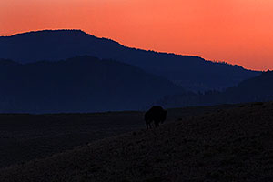 Buffalo walking in the morning in Lamar Valley