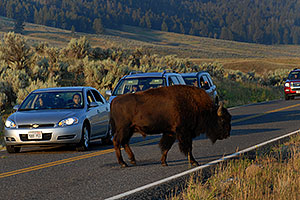 Buffalo walking acros the road in Lamar Valley
