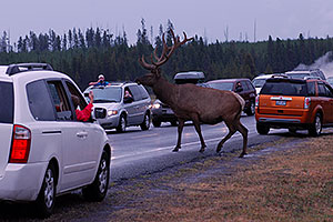 6 year old Bull Elk crossing the road -- traffic stopped to enjoy the view