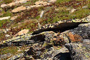 Pika looking around at Rock Cut - in western Rocky Mountain National Park