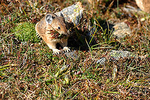 Pika gathering grass for winter warmth and food