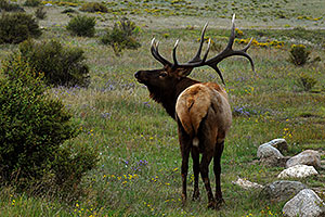 7 year old Bull Elk in Rocky Mountain National Park