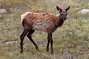 Baby Elk (only months old) in Rocky Mountain National Park