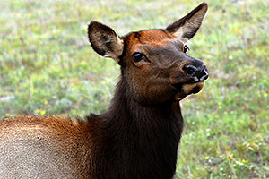 Female Elk in Rocky Mountain National Park