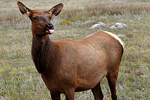 Female Elk sticking her tongue out while grazing
