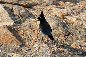 (Blue) Steller`s Jay with a peanut in his beak â€¦ in Rocky Mountain National Park