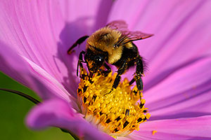 Bumble Bee on a pink flower in Oakville, Ontario.Canada