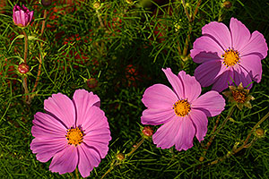Pink flowers in Oakville, Ontario.Canada