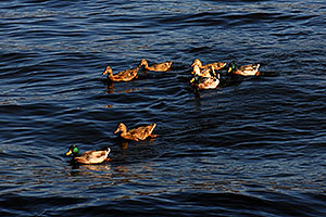 Ducks at Saguaro Lake