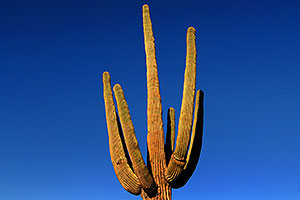 Saguaro Cactus near Saguaro Lake