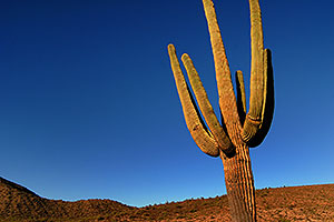 Saguaro Cactus near Saguaro Lake