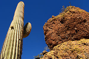 Saguaro cactus in Superstition Mountains