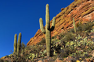 Saguaro cactus in Superstition Mountains