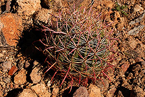 Barrel Cactus in Superstition Mountains