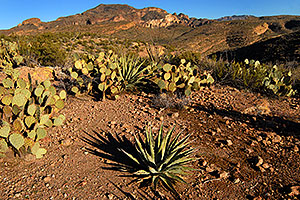 Agave Plant (center) and Prickly Pears in Superstition Mountains