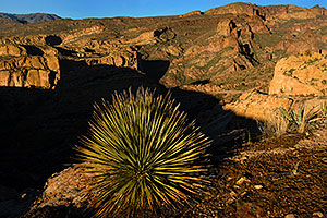 Desert Spoon in Superstition Mountains