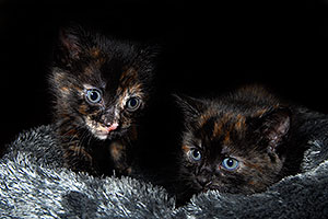 Troublemake on the left, Saraphina on the right - blue eyed kittens