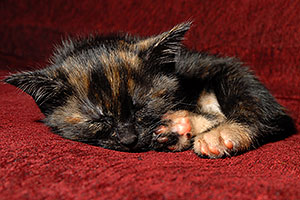 Saraphina sleeping - Hanna`s Kitten #2