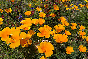 Gold Poppy flowers of Spring in Superstition Mountains