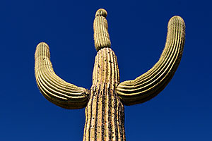 Saguaro Cactus in Superstition Mountains