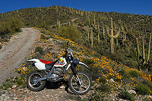 XR250 in Spring at Queen Valley in Superstition Mountains