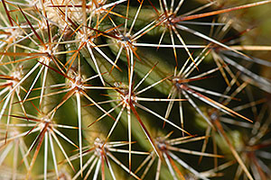 Crimson Hedgehog Cactus spines closeup in Superstition Mountains