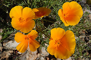 Gold Poppy flowers in Superstition Mountains
