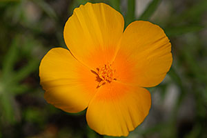 Gold Poppy flower in Superstition Mountains