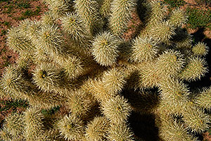 Jumping Cholla (or Teddybear Cholla) Cactus closeup in Superstition Mountains