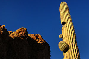 Saguaro Cactus with shape of a face in Superstition Mountains
