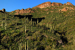 Saguaro Cactus in Superstition Mountains