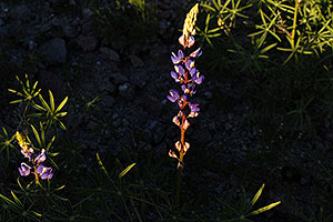 Purple Arizona Lupine (or Desert Lupine) Flowers in Spring, in the evening in Superstition Mountains