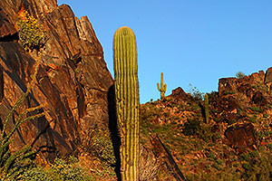 Saguaro cactus along the trail of Squaw Peak Mountain in Phoenix