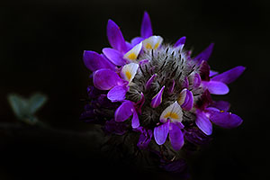 Purple Flower (purple) in Saguaro National Park
