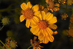 Desert Sunflowers (yellow) in Saguaro National Park