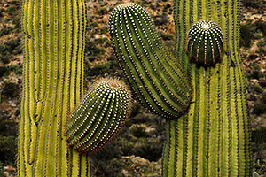 Saguaro in Saguaro National Park